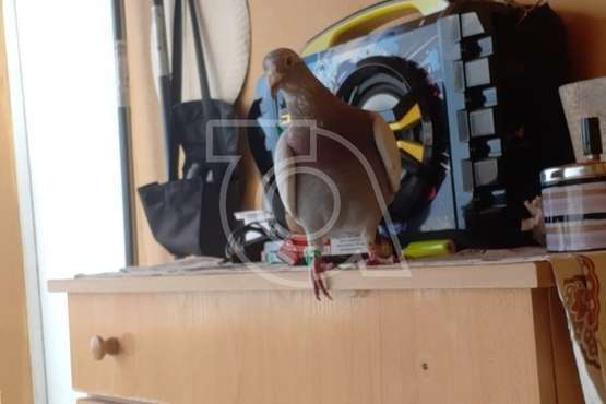 Hernández, la paloma mensajera que llegó 